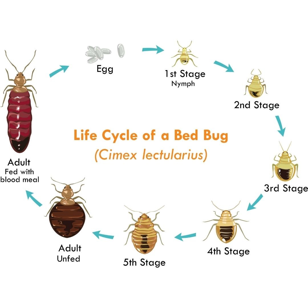 Lifecycle of a bedbug