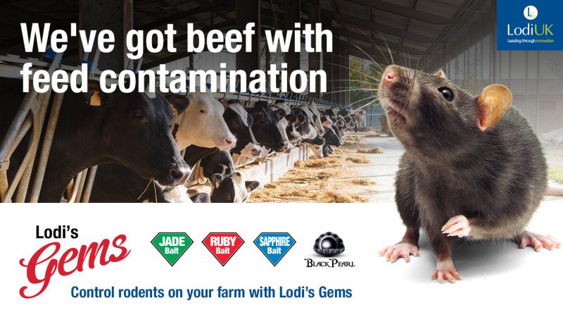 How To Reduce Feed Contamination By Rodents