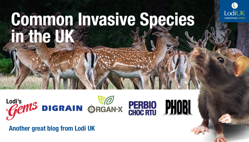 Common Invasive Species in the UK