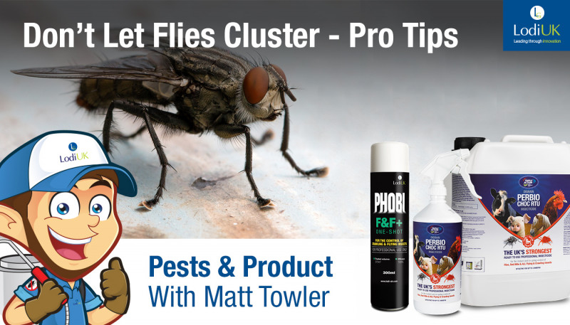 Treating Cluster Flies - Matt Towler