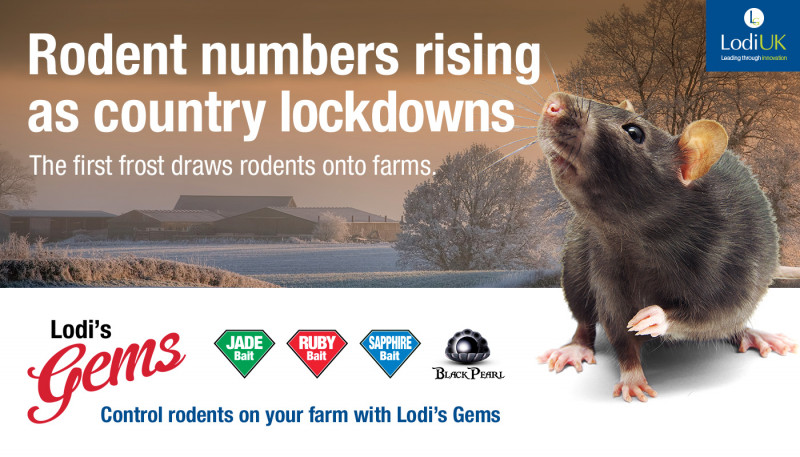 Rodent Numbers Rising as Country Lockdowns 