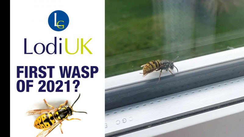 The First Wasp Of 2021!