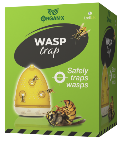 Wasps