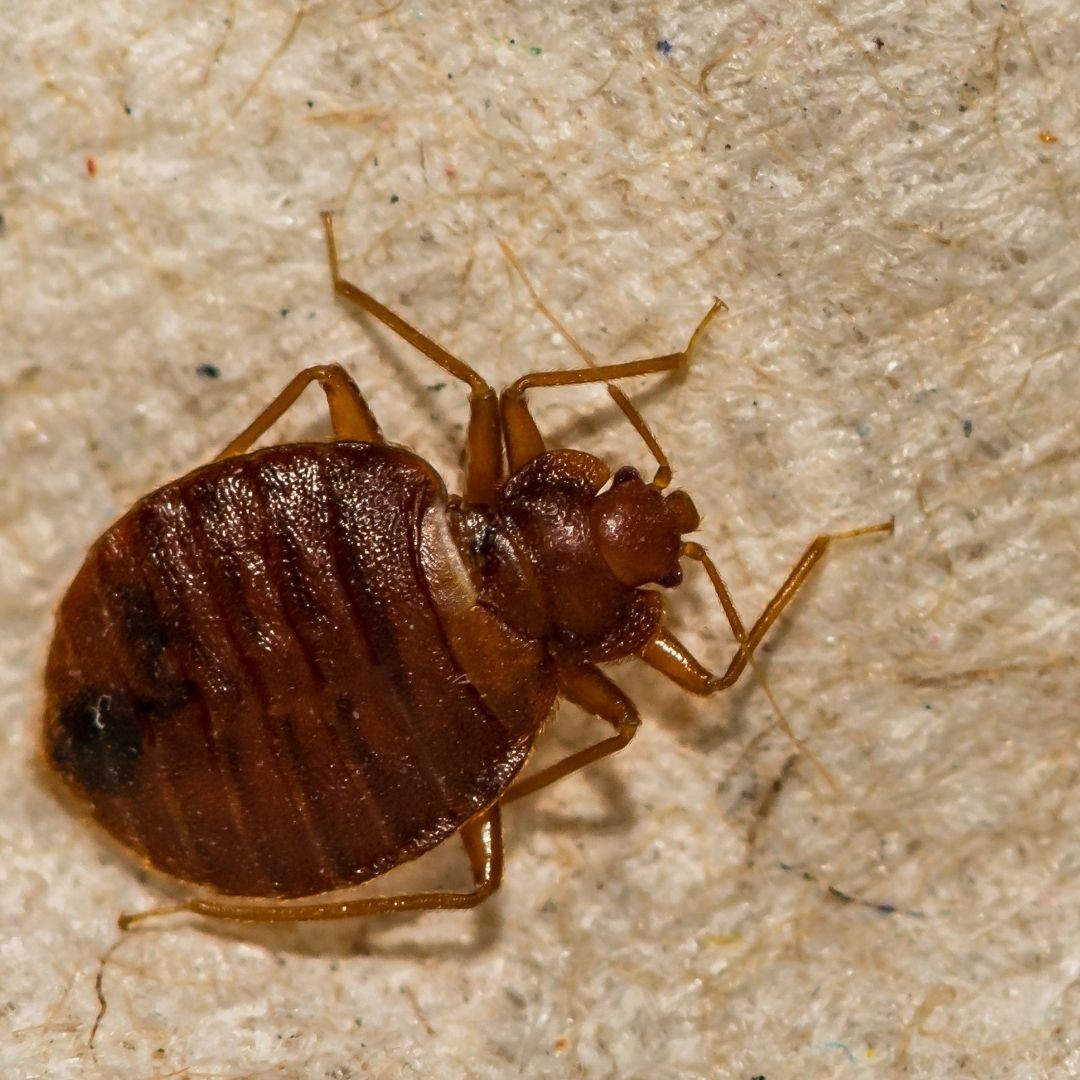 Bedbug close up