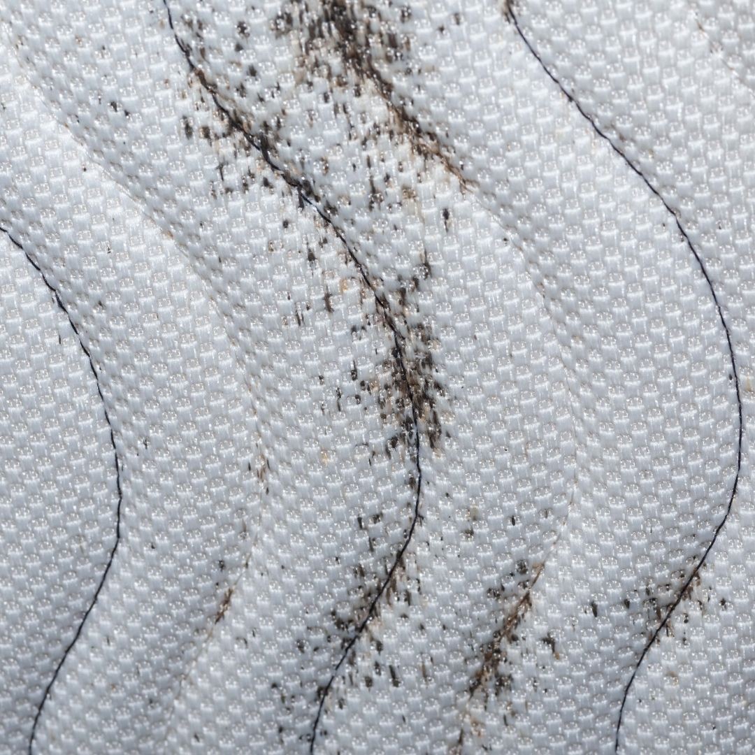 Bedbug infestation on mattress