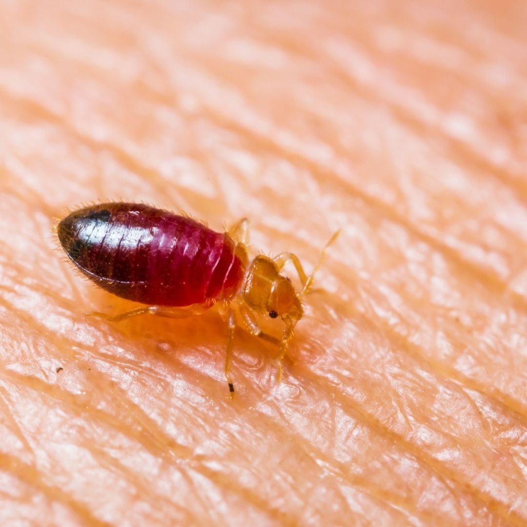 how-do-I-get-rid-of-bedbugs