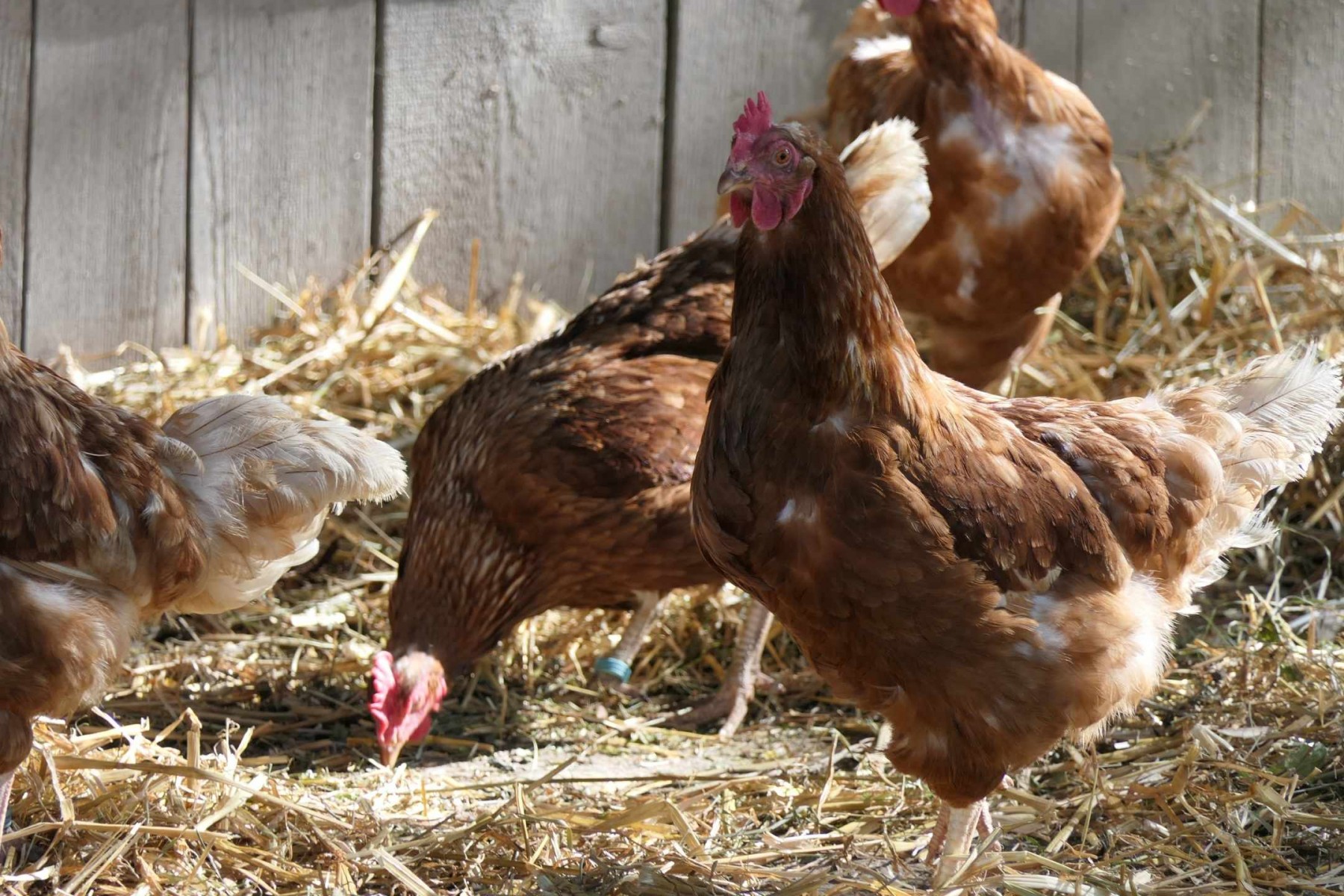 Chicken farm fly control