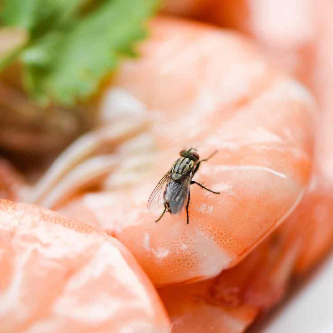 Fly landing on food