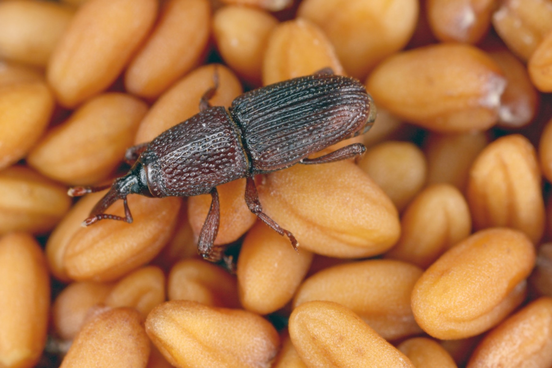 Grain Weevil