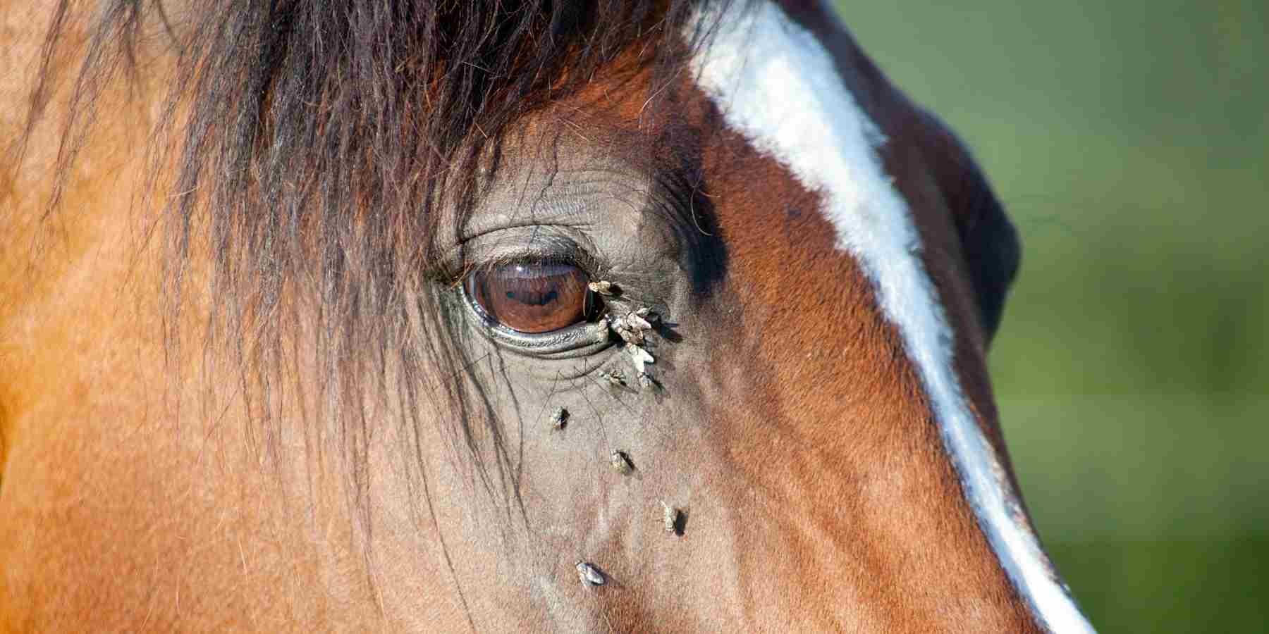 Horse stables paddock fly problem