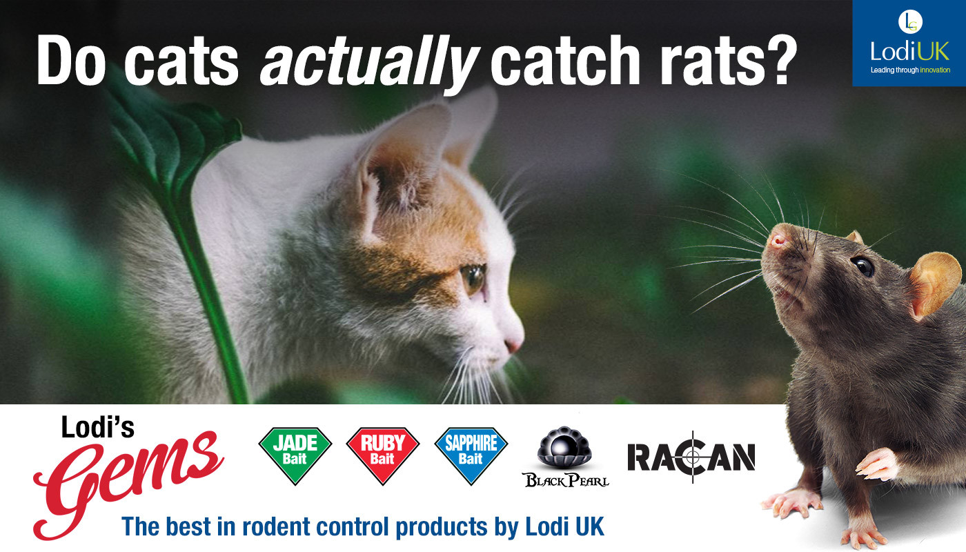 How Good Are Cats At Catching Rats Lodi UK