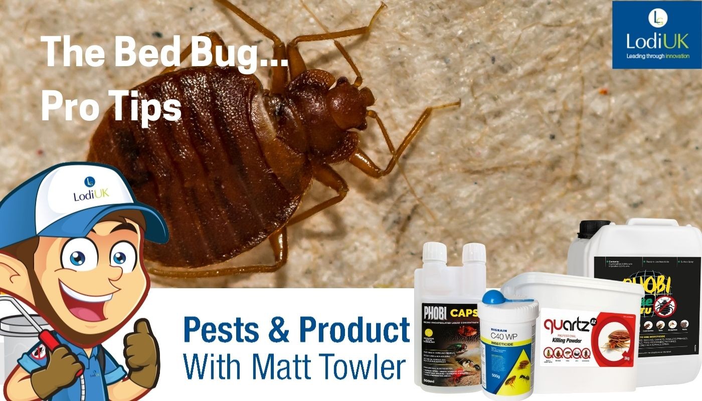 An Introduction to Bed Bugs - Lodi UK