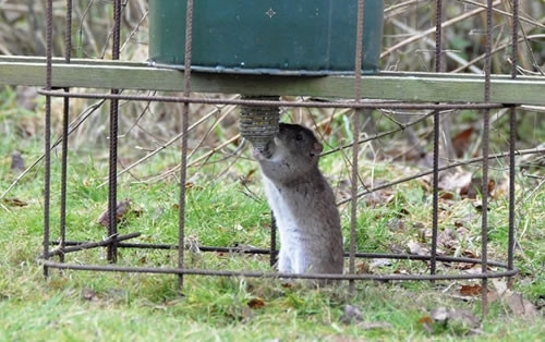 Rat on Pheasant Feeder