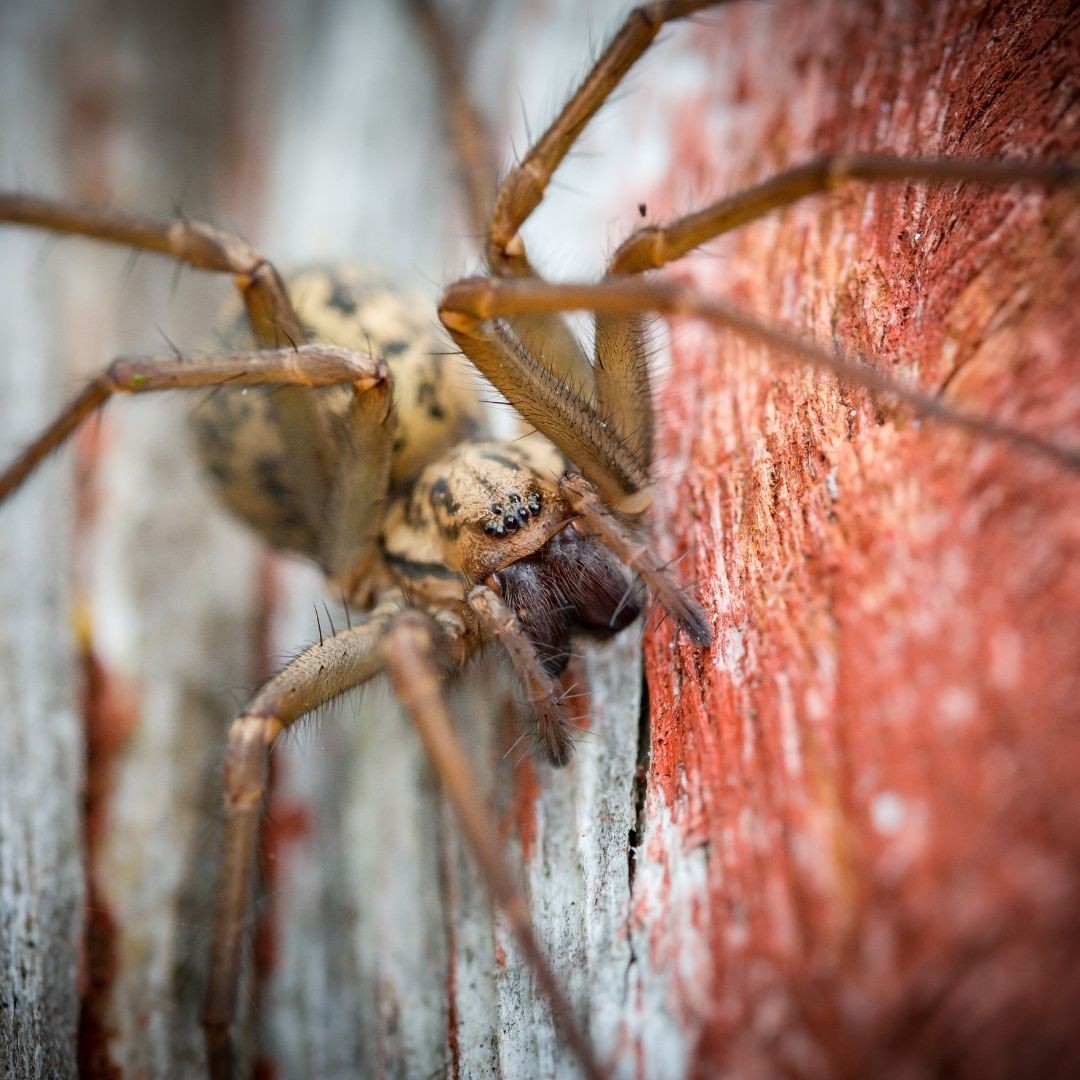 how-to-get-rid-of-house-spiders