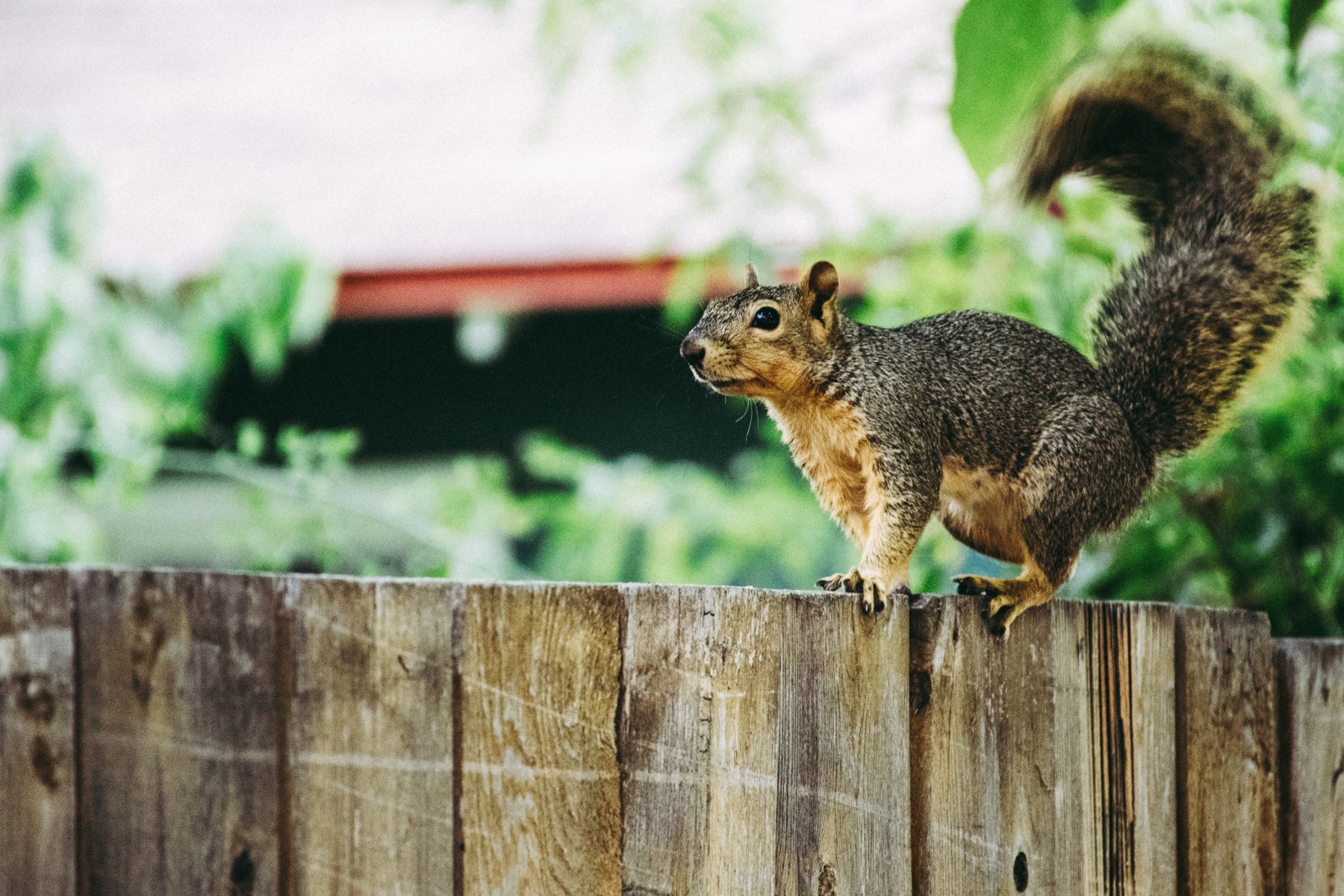 Grey Squirrel in Garden