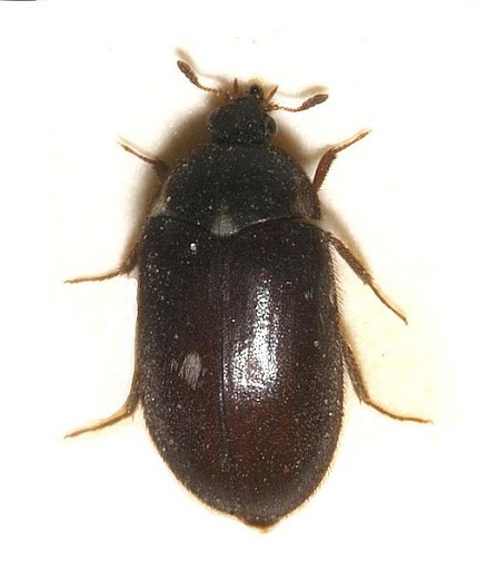 Fur beetle