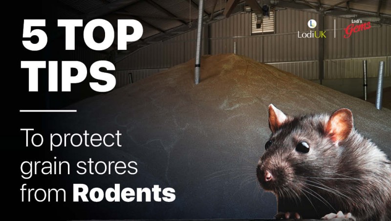 5 top tips to protect grain stores from rodents