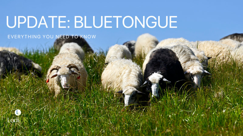 Bluetongue in UK Livestock: 2025 Outbreak and Prevention Update