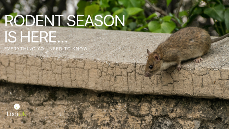 Rodent Season is Here: Your Step-by-Step Guide to Protecting Your Farm