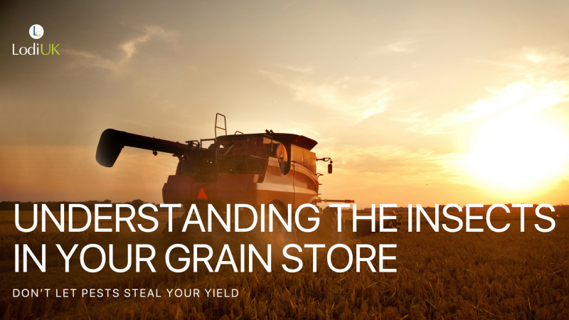 Don’t Let Pests Steal Your Yield: Understanding the Insects in Your Grain Store