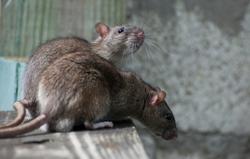 Professional Pest Control Lodi UK