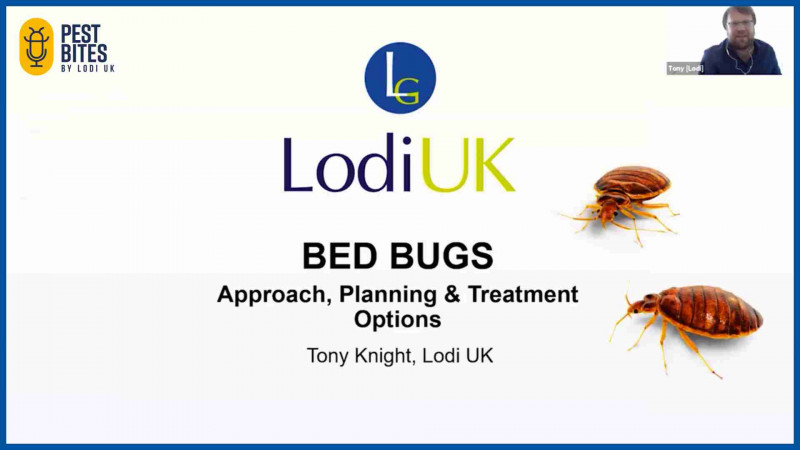 Professional Control of Bed Bug Infestations