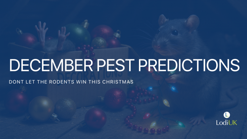 December Pest Predictions: When the Year Winds Down but the Pests Warm Up
