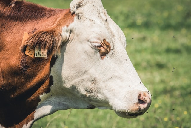 Controlling flies on-farm