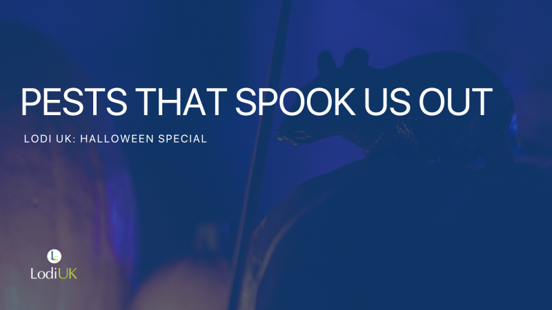 Halloween Special: Pests That SPOOK Us out