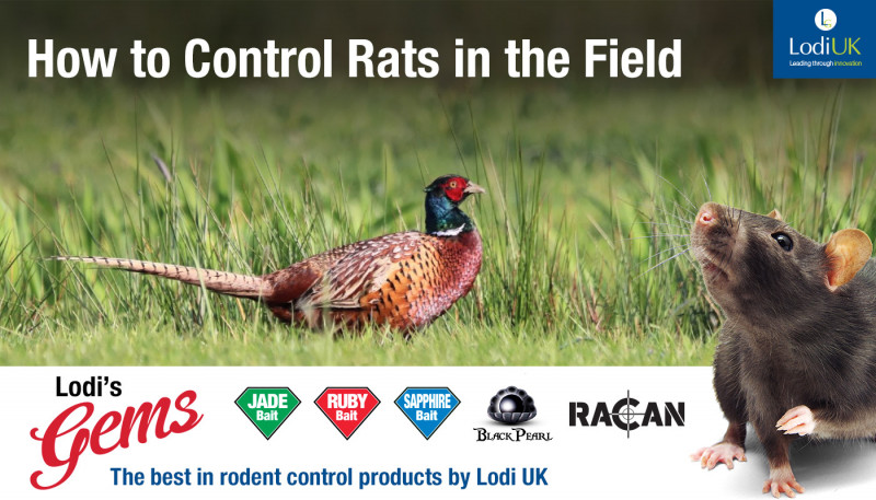 How To Control Rats In The Field
