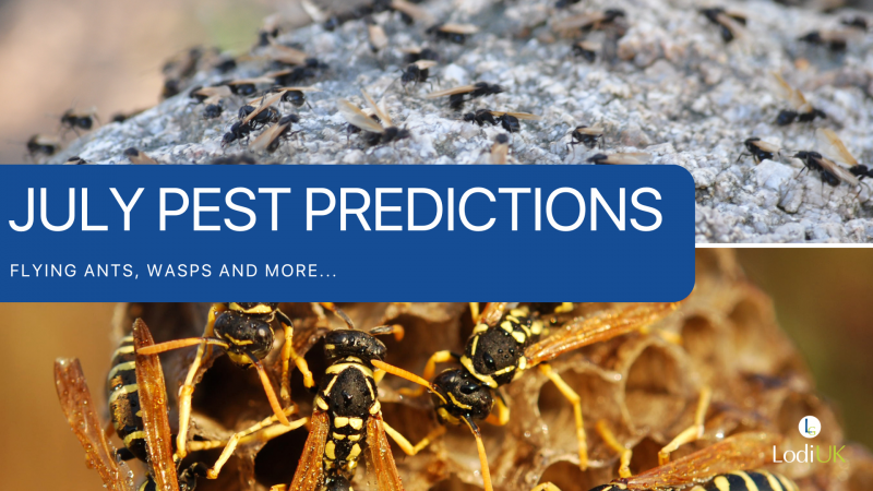 July Pest Predictions: Flying Ants, Wasp Warnings & Garden Invaders