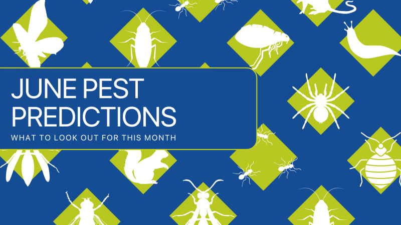 June Pest Watch - This Months Pest Predictions