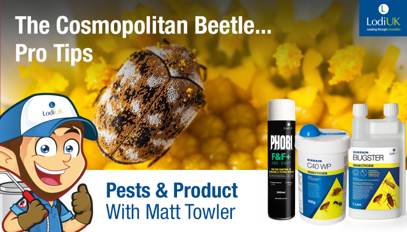 The Cosmopolitan Beetle