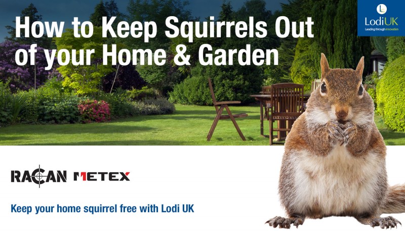 How to Keep Squirrels Out of your Home & Garden