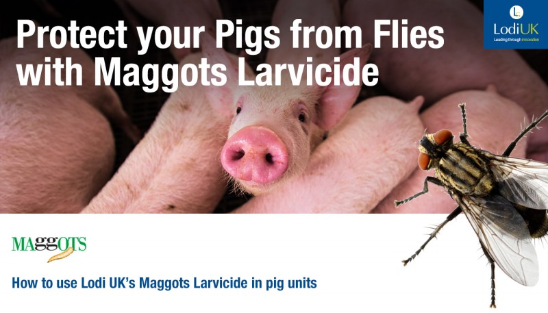 Protect your Pigs from Flies with Maggots Larvicide 