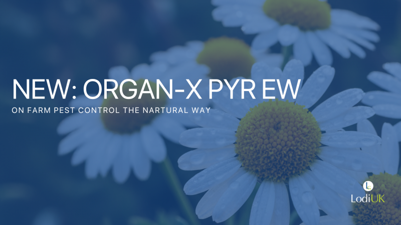 Organ-X Pro PYR 8EW: Plant-Based Insect Control for Modern Grain Stores and Farm Environments