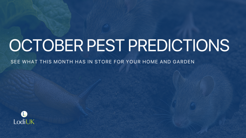 October Pest Predictions: What to Watch Out For This Month