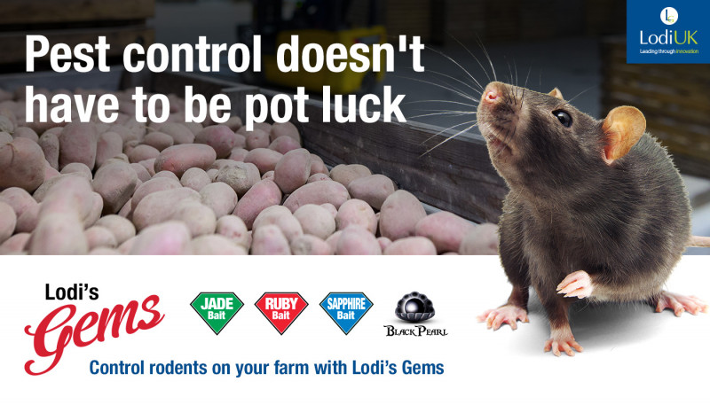 Protect Your Potato Crop from Rodents