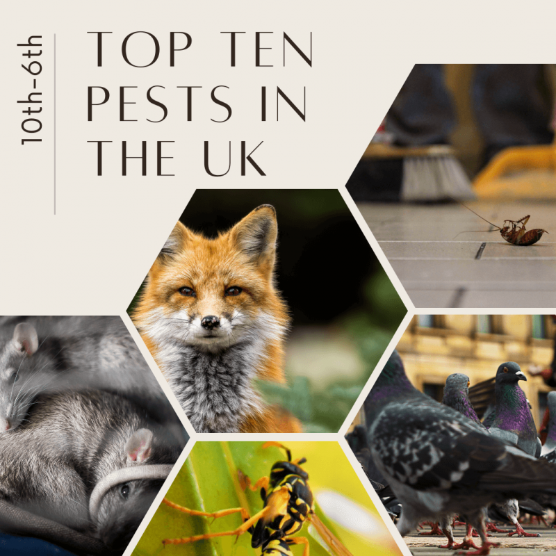Top Ten Pests in the UK (10th-6th)