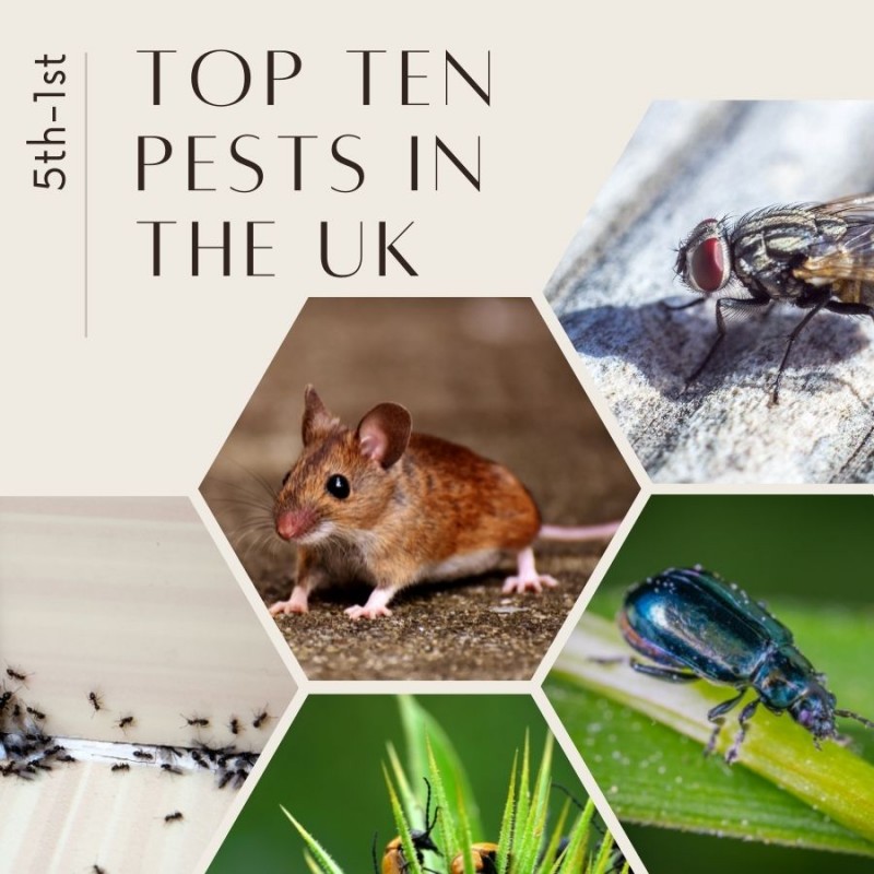 Top Ten Pests in the UK (5th-1st)