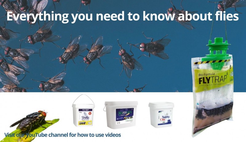 Everything You Need to Know About Flies