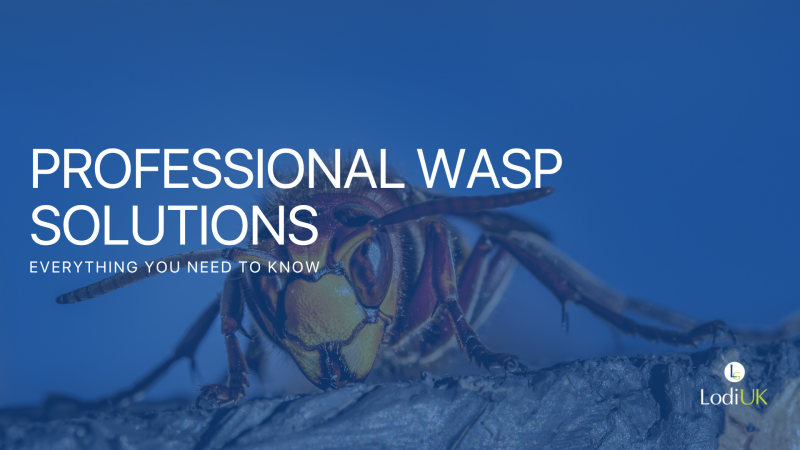 Professional wasp control: Heavy-duty solutions for demanding treatments