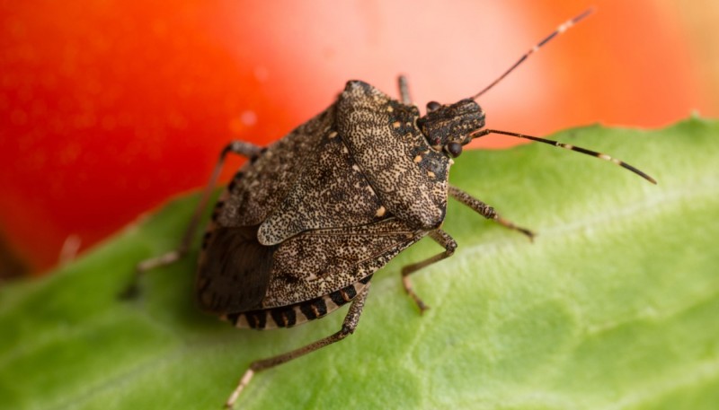 Brown Stink Bugs Found In UK