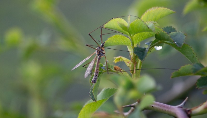 UK Expecting a Surge in Insect Numbers this Autumn