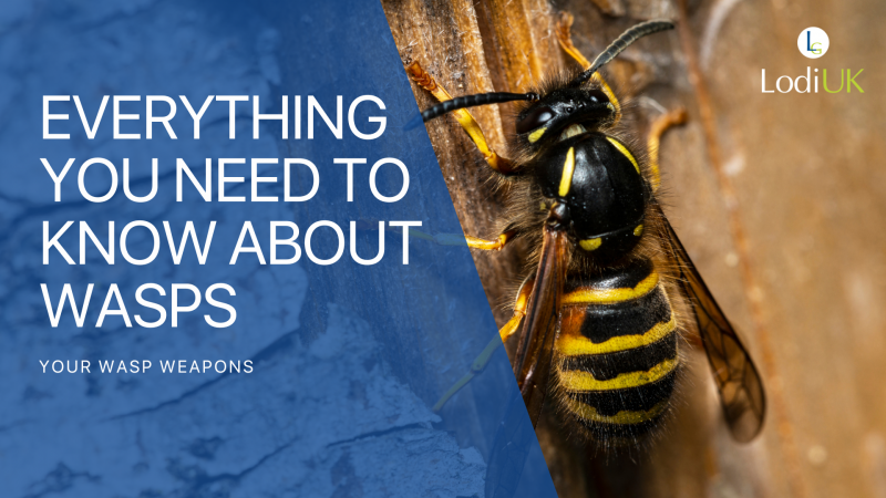 Wasp Weapons: Everything You Need to Know 