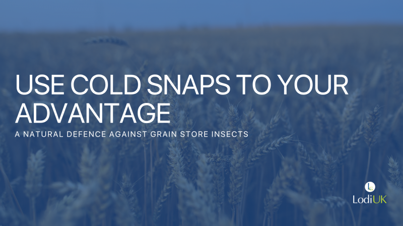 Use Cold Snaps to Your Advantage: A Natural Defence Against Grain Store Insects