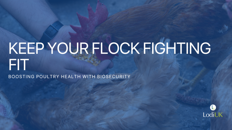 Keep Your Flock Fighting Fit: Boosting Poultry Health with Strong Biosecurity