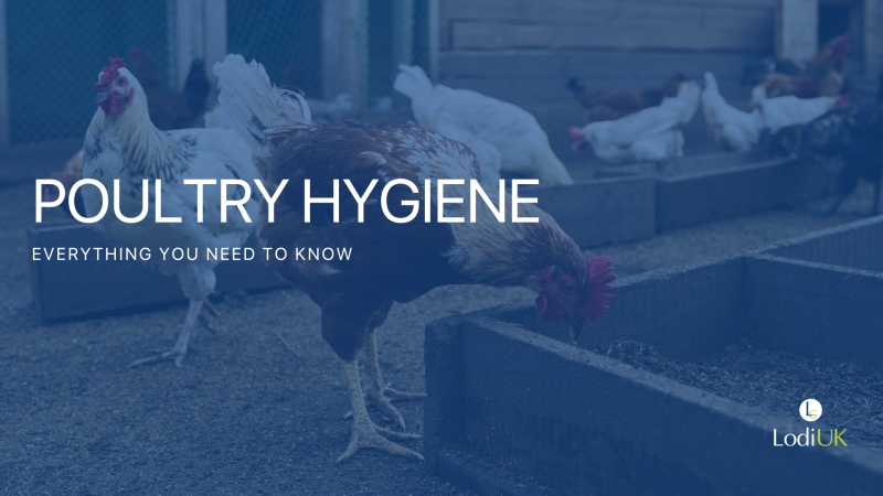 Poultry Hygiene on UK Farms: Weather, Welfare and Staying One Step Ahead of Disease