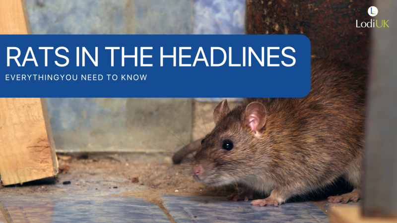 RATS IN THE HEADLINES: Everything You Need to Know