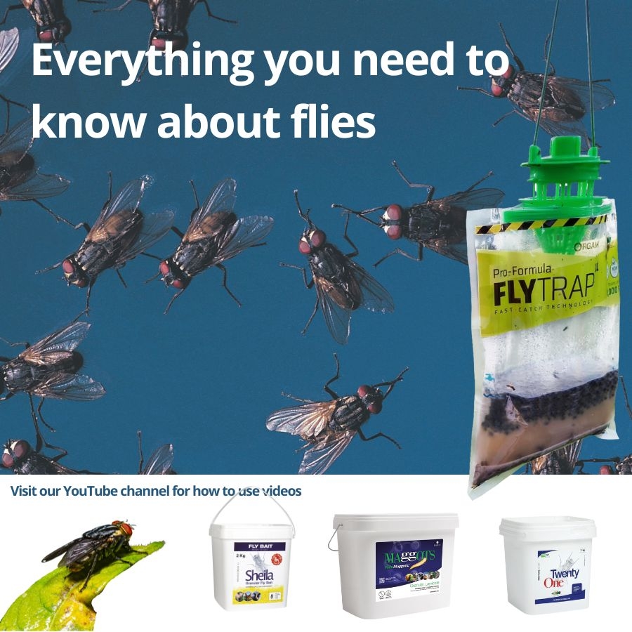 Everything You Need To Know About Flies Lodi UK